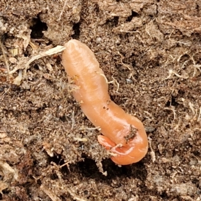 Australoplana alba (A flatworm) at Bruce Ridge to Gossan Hill - 4 Jul 2024 by trevorpreston