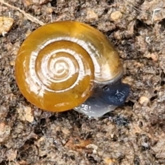 Oxychilus alliarius (Garlic Snail) at Bruce Ridge to Gossan Hill - 4 Jul 2024 by trevorpreston