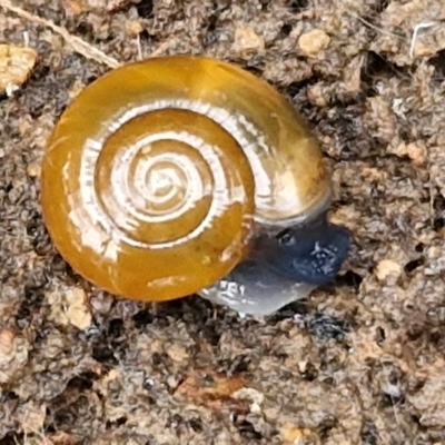 Oxychilus alliarius (Garlic Snail) at Bruce Ridge to Gossan Hill - 4 Jul 2024 by trevorpreston