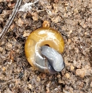 Oxychilus alliarius at Bruce Ridge to Gossan Hill - 4 Jul 2024