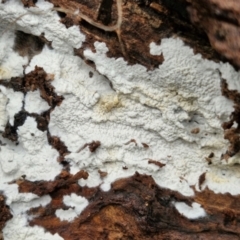 Corticioid fungi at Bruce Ridge to Gossan Hill - 4 Jul 2024 by trevorpreston