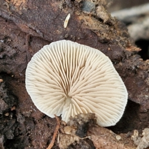 zz Agaric (stemless) at Flea Bog Flat, Bruce - 4 Jul 2024