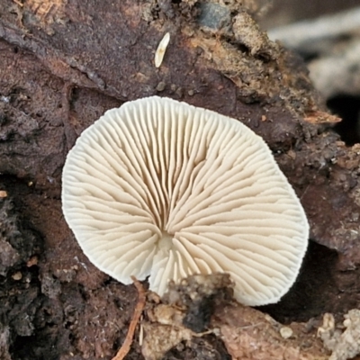 zz Agaric (stemless) at Flea Bog Flat, Bruce - 4 Jul 2024 by trevorpreston