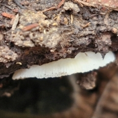 zz Agaric (stemless) at Flea Bog Flat, Bruce - 4 Jul 2024 12:47 PM