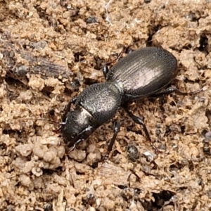 Promecoderus sp. (genus) at Bruce, ACT - 4 Jul 2024 12:45 PM