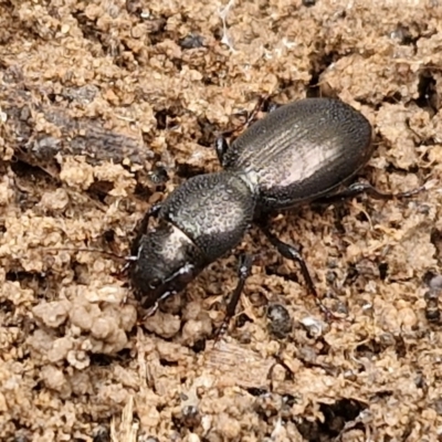 Promecoderus sp. (genus) (Predaceous ground beetle) at Bruce, ACT - 4 Jul 2024 by trevorpreston