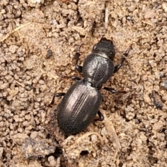 Promecoderus sp. (genus) at Bruce, ACT - 4 Jul 2024