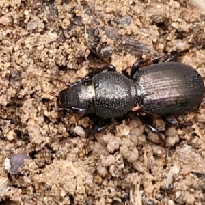 Promecoderus sp. (genus) at Bruce, ACT - 4 Jul 2024