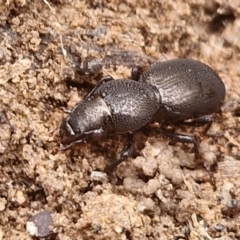 Promecoderus sp. (genus) at Bruce, ACT - 4 Jul 2024