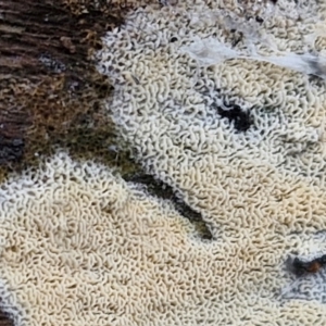 zz flat polypore - white(ish) at Bruce Ridge to Gossan Hill - 4 Jul 2024