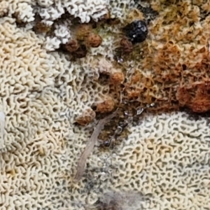 zz flat polypore - white(ish) at Bruce Ridge to Gossan Hill - 4 Jul 2024