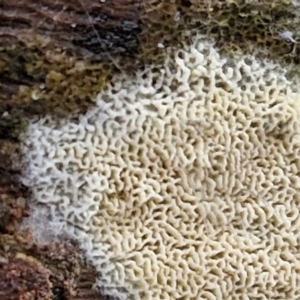 zz flat polypore - white(ish) at Bruce Ridge to Gossan Hill - 4 Jul 2024 12:43 PM