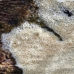 zz flat polypore - white(ish) at Bruce Ridge to Gossan Hill - 4 Jul 2024