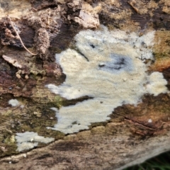 zz flat polypore - white(ish) at Bruce Ridge to Gossan Hill - 4 Jul 2024