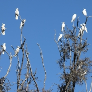 Cacatua galerita at Winton North, VIC - 23 Jun 2024