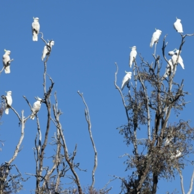 Cacatua galerita (Sulphur-crested Cockatoo) at Winton Wetlands - 23 Jun 2024 by jb2602