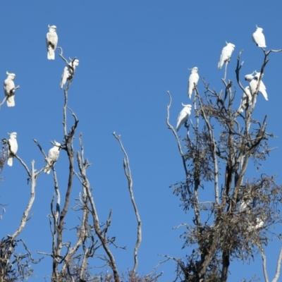 Cacatua galerita (Sulphur-crested Cockatoo) at Winton North, VIC - 23 Jun 2024 by jb2602