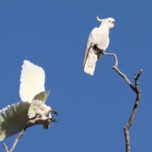 Cacatua galerita at Winton North, VIC - 23 Jun 2024