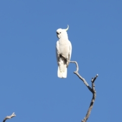 Cacatua galerita at Winton North, VIC - 23 Jun 2024