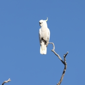 Cacatua galerita at Winton North, VIC - 23 Jun 2024 12:25 PM