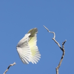 Cacatua galerita at Winton North, VIC - 23 Jun 2024 12:25 PM