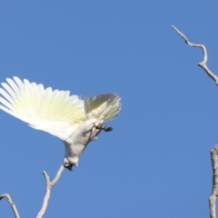 Cacatua galerita at Winton North, VIC - 23 Jun 2024