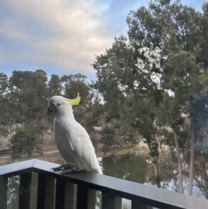 Cacatua galerita at Australian National University - 3 Jul 2024