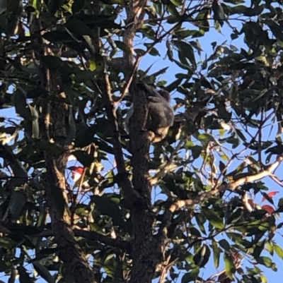 Phascolarctos cinereus (Koala) at Brunswick Heads, NSW - 17 Sep 2020 by WallumWarrior