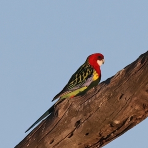 Platycercus eximius (Eastern Rosella) at Winton North, VIC by jb2602