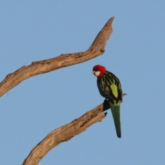Platycercus eximius at Winton North, VIC - 23 Jun 2024 04:41 PM