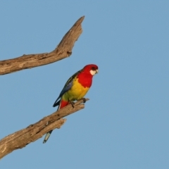 Platycercus eximius at Winton North, VIC - 23 Jun 2024 04:41 PM