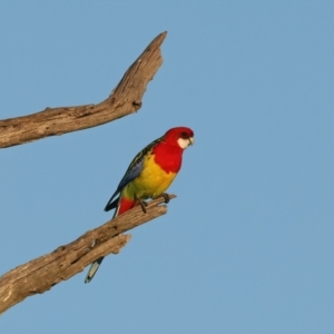 Platycercus eximius at Winton North, VIC - 23 Jun 2024 04:41 PM