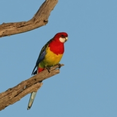 Platycercus eximius at Winton North, VIC - 23 Jun 2024 04:41 PM