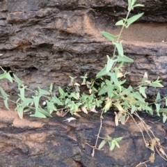 Einadia nutans subsp. nutans (Climbing Saltbush) at Gerringong, NSW - 4 Jul 2024 by plants