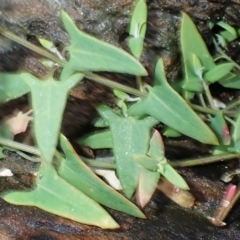 Einadia nutans subsp. nutans at Gerringong, NSW - 4 Jul 2024 12:36 PM