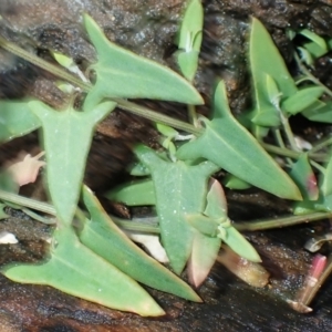 Einadia nutans subsp. nutans at Gerringong, NSW - 4 Jul 2024 12:36 PM