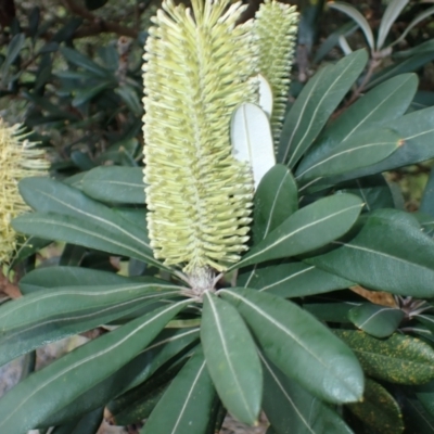 Banksia integrifolia subsp. integrifolia (Coast Banksia) at Gerringong, NSW - 4 Jul 2024 by plants