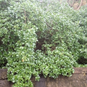 Coprosma repens at Gerringong, NSW - 4 Jul 2024