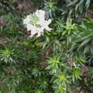 Westringia fruticosa at Gerringong, NSW - 4 Jul 2024