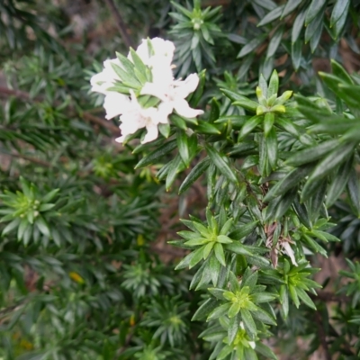 Westringia fruticosa (Native Rosemary) at Gerringong, NSW - 4 Jul 2024 by plants