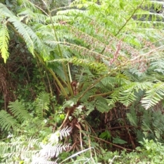 Cyathea cooperi (Straw Treefern) at Gerringong, NSW - 4 Jul 2024 by plants