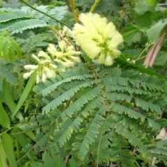 Paraserianthes lophantha subsp. lophantha (Cape Wattle) at Gerringong, NSW - 4 Jul 2024 by plants