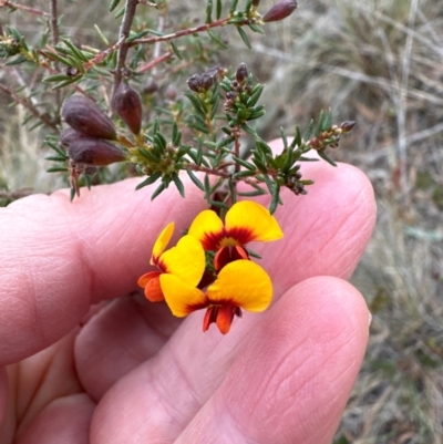 Dillwynia phylicoides (A Parrot-pea) at Aranda, ACT - 4 Jul 2024 by lbradley