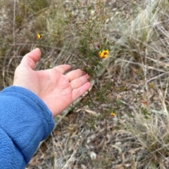 Dillwynia phylicoides at Aranda, ACT - 4 Jul 2024