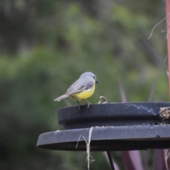Eopsaltria australis (Eastern Yellow Robin) at Greenleigh, NSW - 3 Jul 2024 by LyndalT