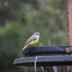 Eopsaltria australis at QPRC LGA - 3 Jul 2024