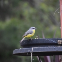 Eopsaltria australis at QPRC LGA - 3 Jul 2024