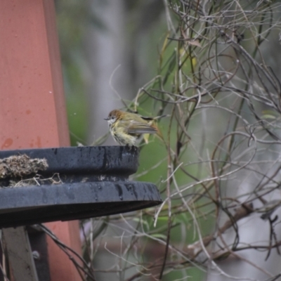 Acanthiza lineata (Striated Thornbill) at QPRC LGA - 3 Jul 2024 by LyndalT