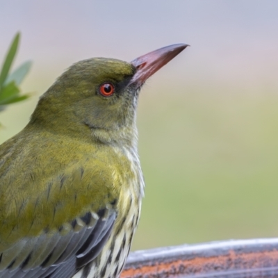 Oriolus sagittatus (Olive-backed Oriole) at Symonston, ACT - 4 Jul 2024 by rawshorty