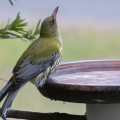 Oriolus sagittatus at Symonston, ACT - 4 Jul 2024